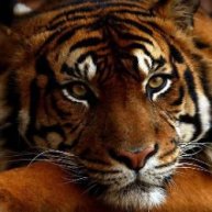 Иконка канала 28-AMURKA-28