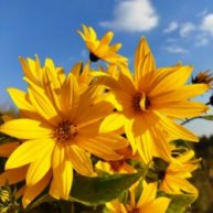 Иконка канала Yulianca