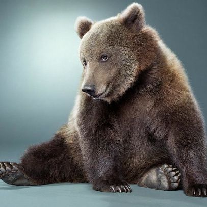 Иконка канала MaineCoonSemyonNN