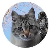 Иконка канала Удачные истории