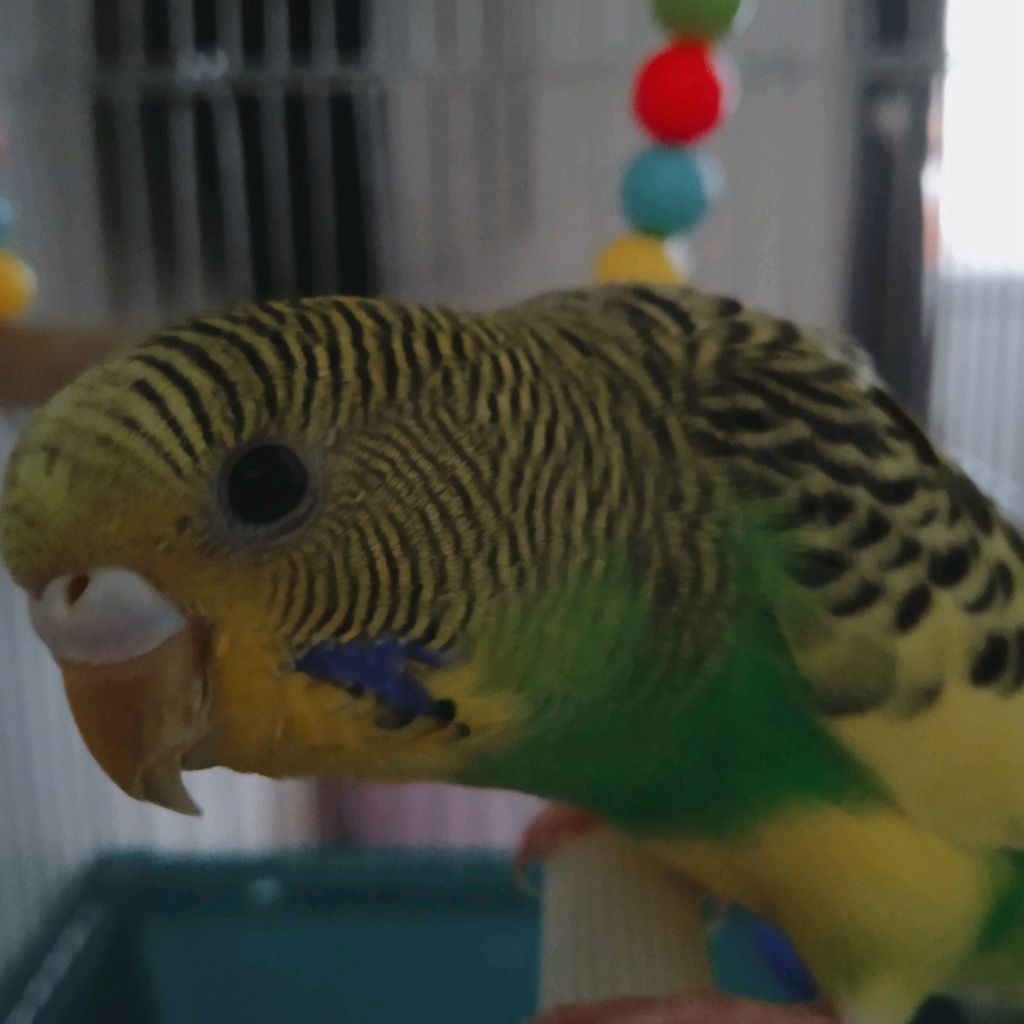 Иконка канала Поля _киш💛💚