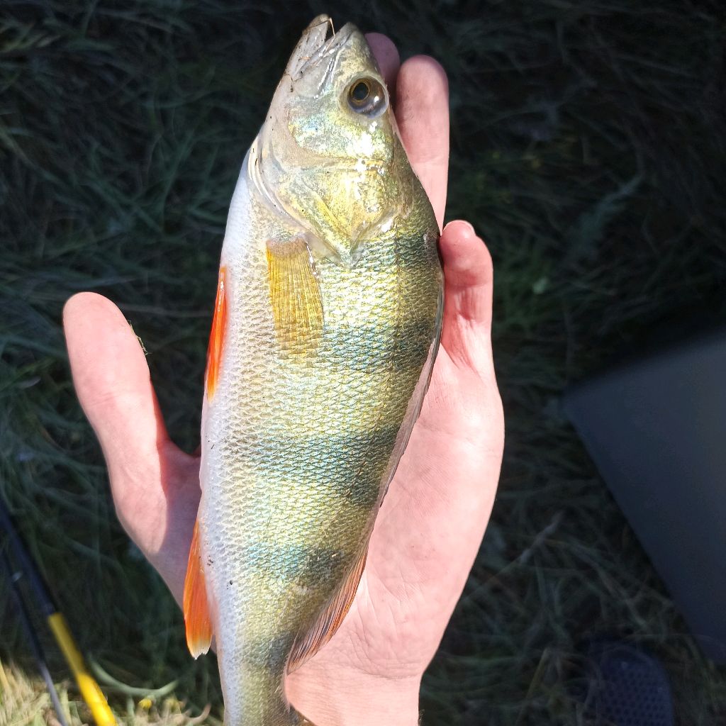 Иконка канала РЫБАЛОВ OFF