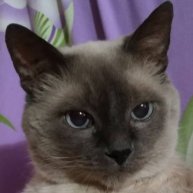 Иконка канала Raksi