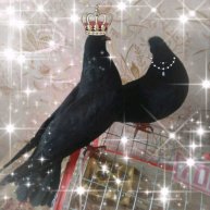 Иконка канала 💎Чёрный Бриллиант - голуби Донбасса💎