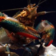 Иконка канала Ферма Журчащего ручья(The Red Claw)австралийского