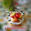 Иконка канала Сад в Подмосковье, Александр