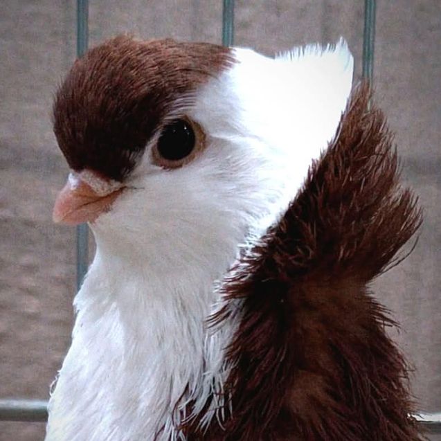 Иконка канала Голубятня Chef@