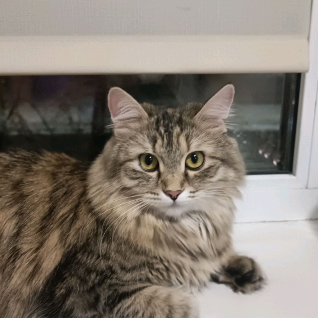 Иконка канала channel51231332