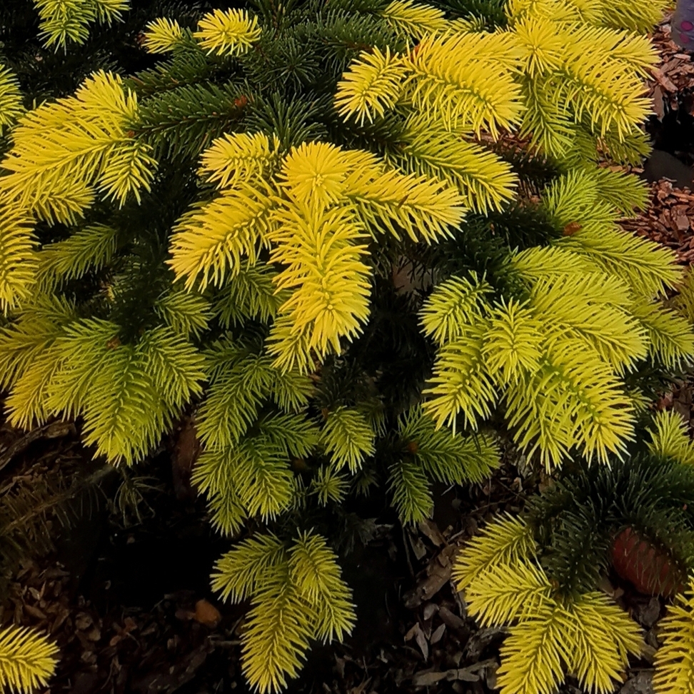 Иконка канала Mechtatelnica