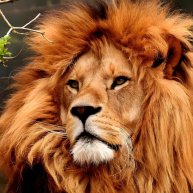 Иконка канала G O L D ✓