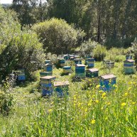 Иконка канала Алтайский пасечник