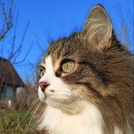 Иконка канала CATALEXFM