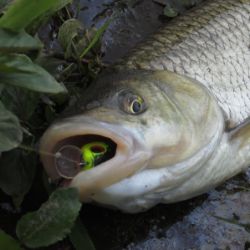 Иконка канала Перекат Fishing