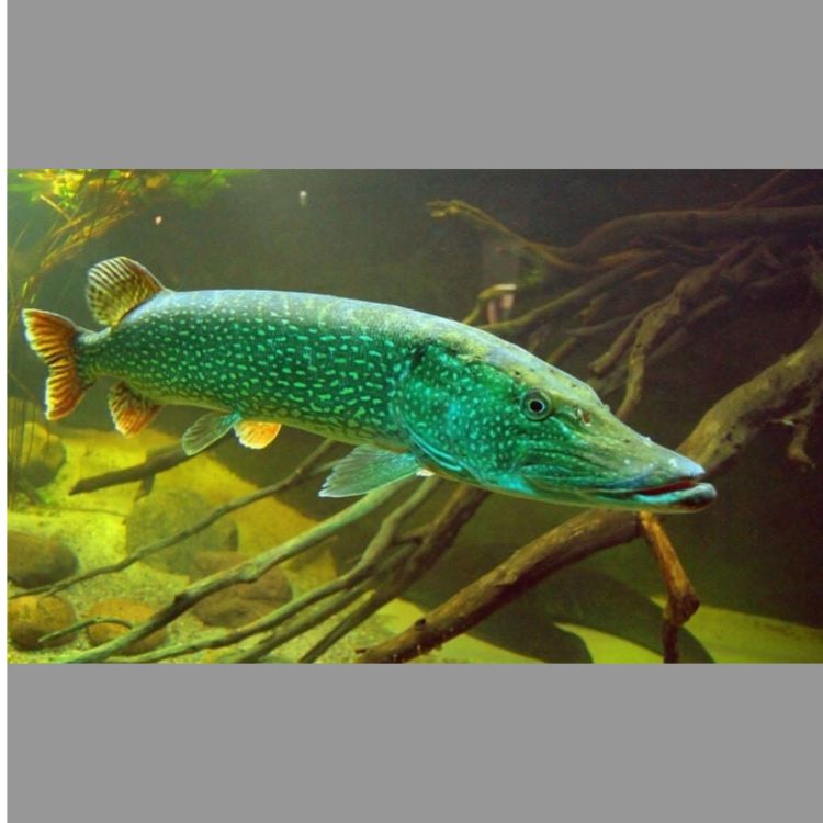 Иконка канала Рыбак56.