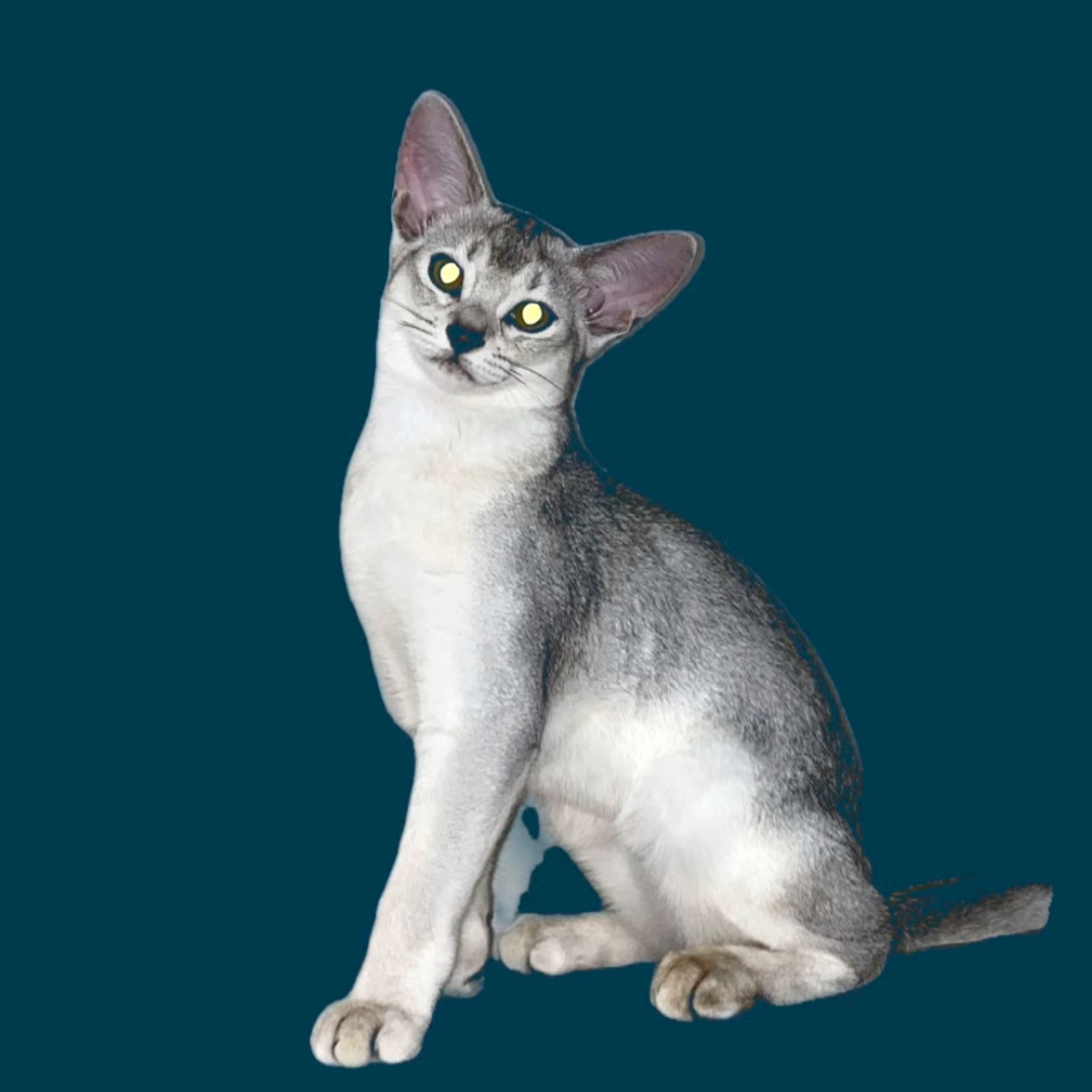 Иконка канала Silver abyssinian cats