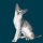 Иконка канала Silver abyssinian cats