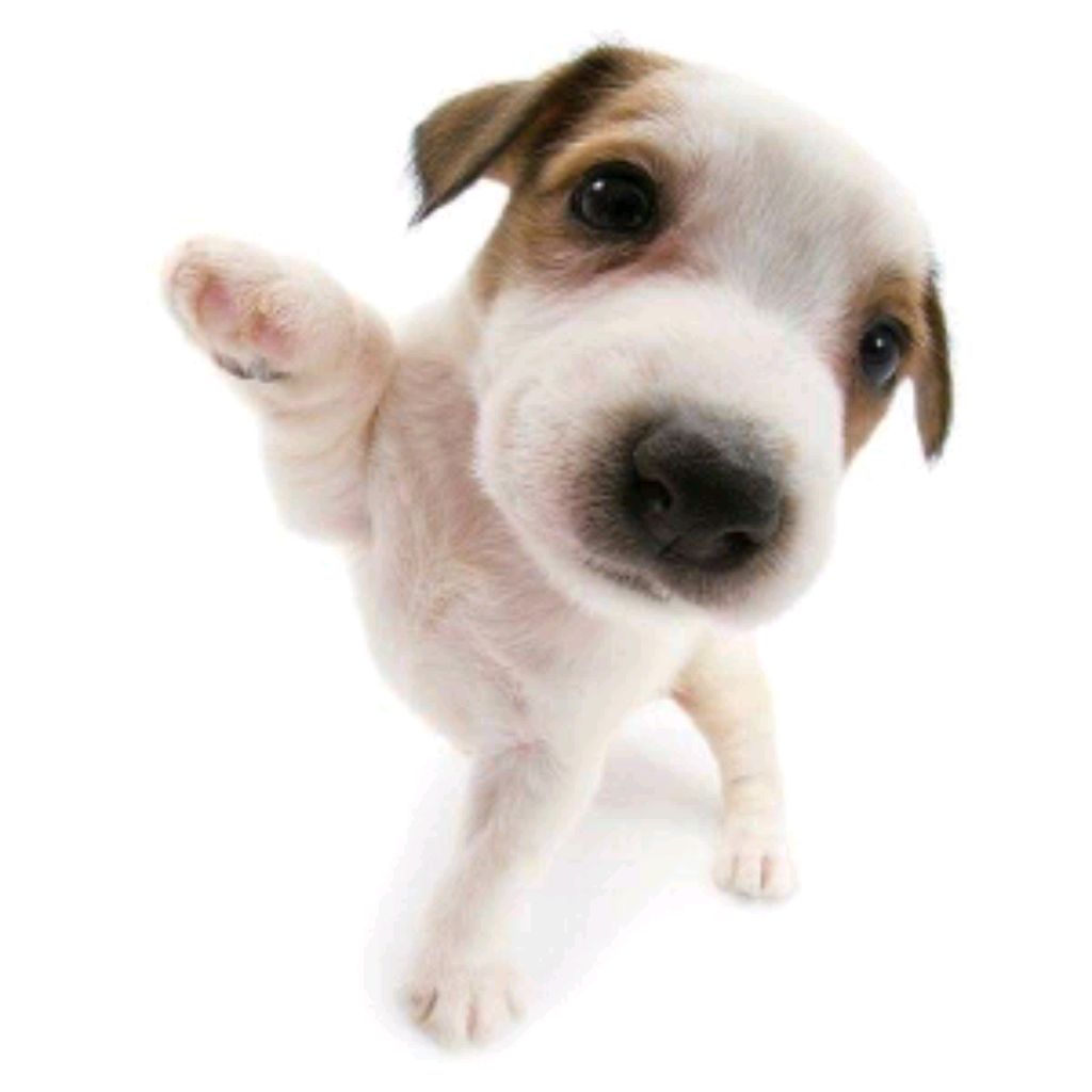 Иконка канала ꜱɴᴀɪʟ ɢᴇʀʀʏ 🐌