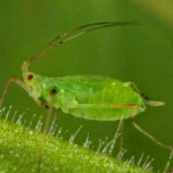 Иконка канала Тля