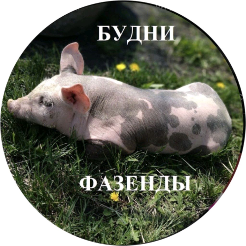 Иконка канала Будни Фазенды