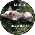 Иконка канала Будни Фазенды