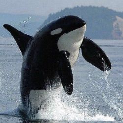 Иконка канала ORCA