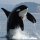 Иконка канала ORCA