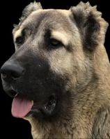 Иконка канала ГАМПР ТИТАН V&S ИМПЕРИЯ ТИТАНОВ