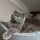 Иконка канала Cat=^ᴥ^=