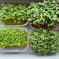 Иконка канала Микрозелень в Туле