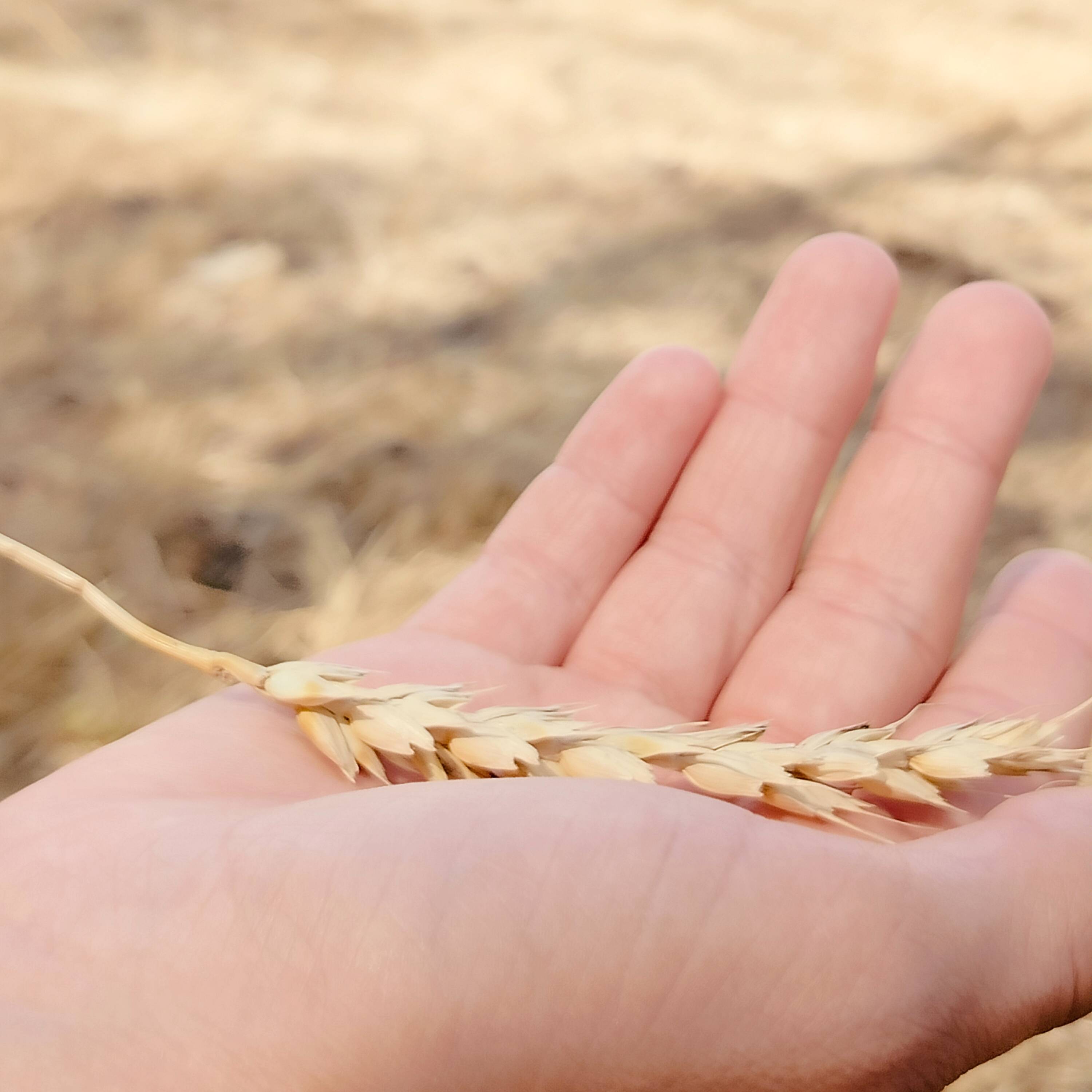 Иконка канала Незабудка