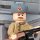 Иконка канала LegoWarBuilder