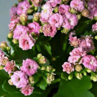 Иконка канала Annie Garden