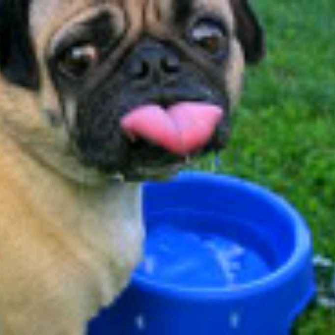 Иконка канала DayZ Amour