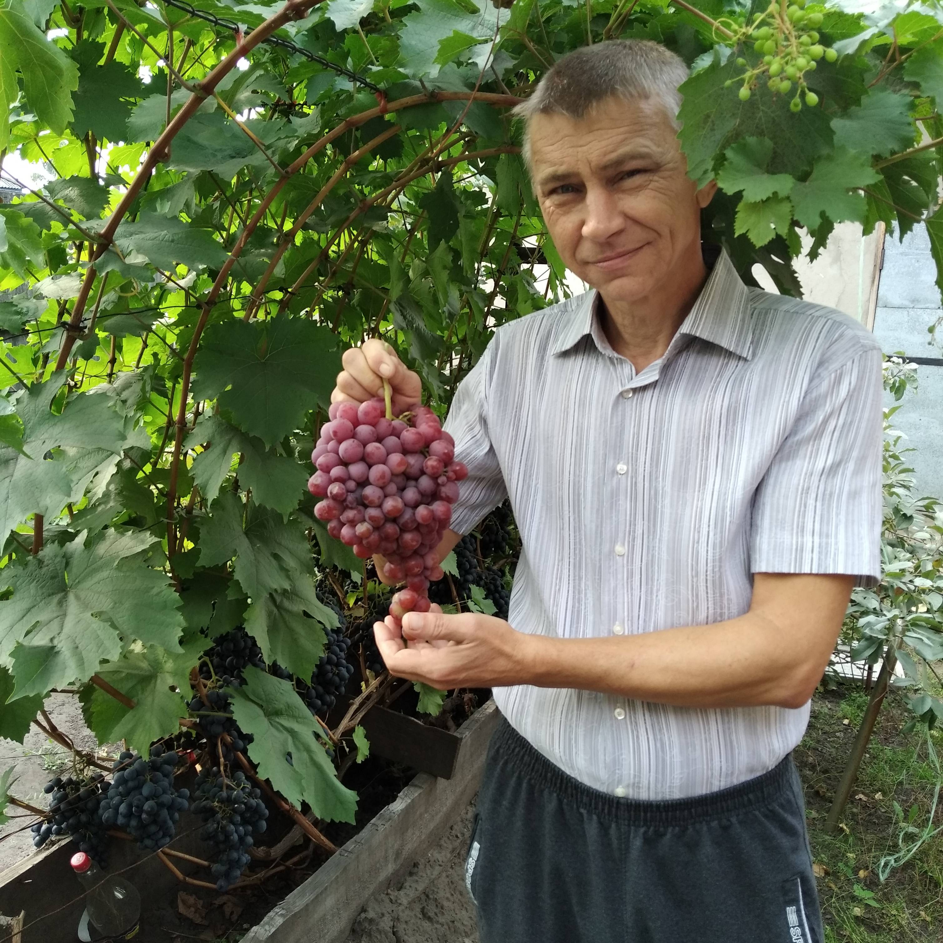 Иконка канала Виноград в Сибири, Алтайский край.
