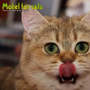 Иконка канала Motelforcats.Samara