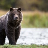 Иконка канала Медвежонок