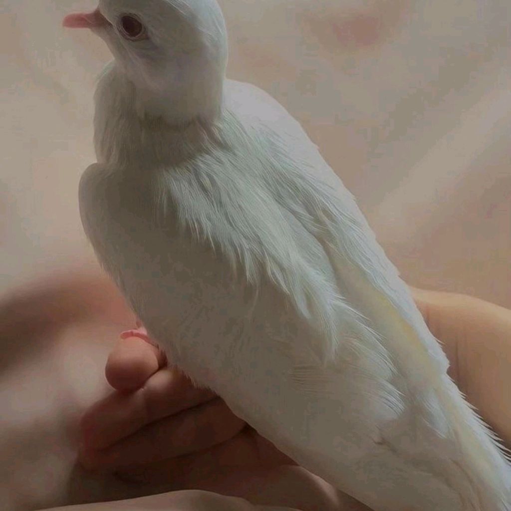 Иконка канала СН57098572