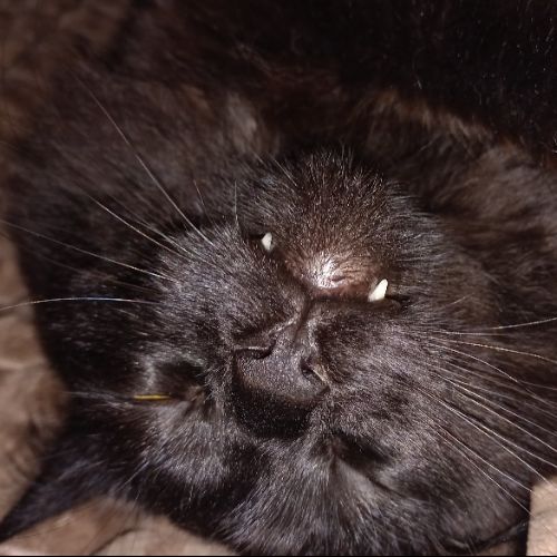 Иконка канала theatreofftragedy