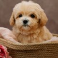 Иконка канала Павел Полижаевский Maltipoo Family
