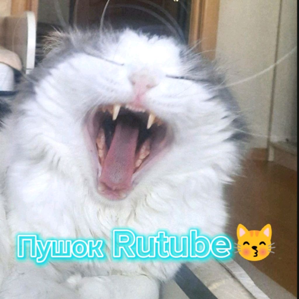 Иконка канала Пушок Rutubeⁱˢ ᵃᵇˢᵒˡᵘᵗᵉ😽