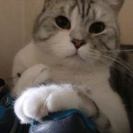 Иконка канала Алексей Кот