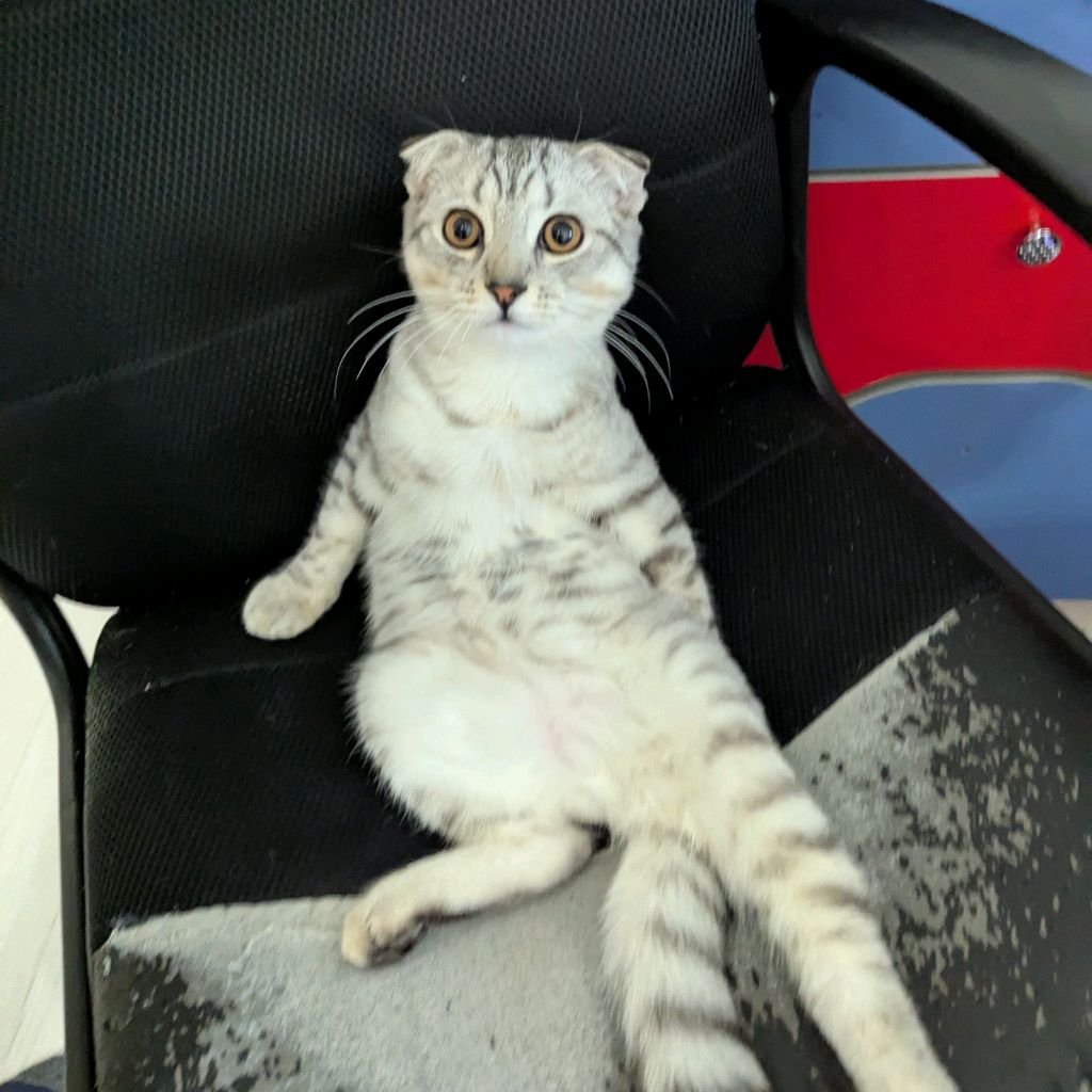 Иконка канала Большой Босс