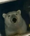Иконка канала Sigma Bear 🇦🇿
