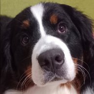 Иконка канала Silk Griffon питомник #рэгдолл