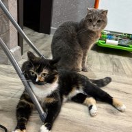 Иконка канала Кот Пуша и кошка Нюша