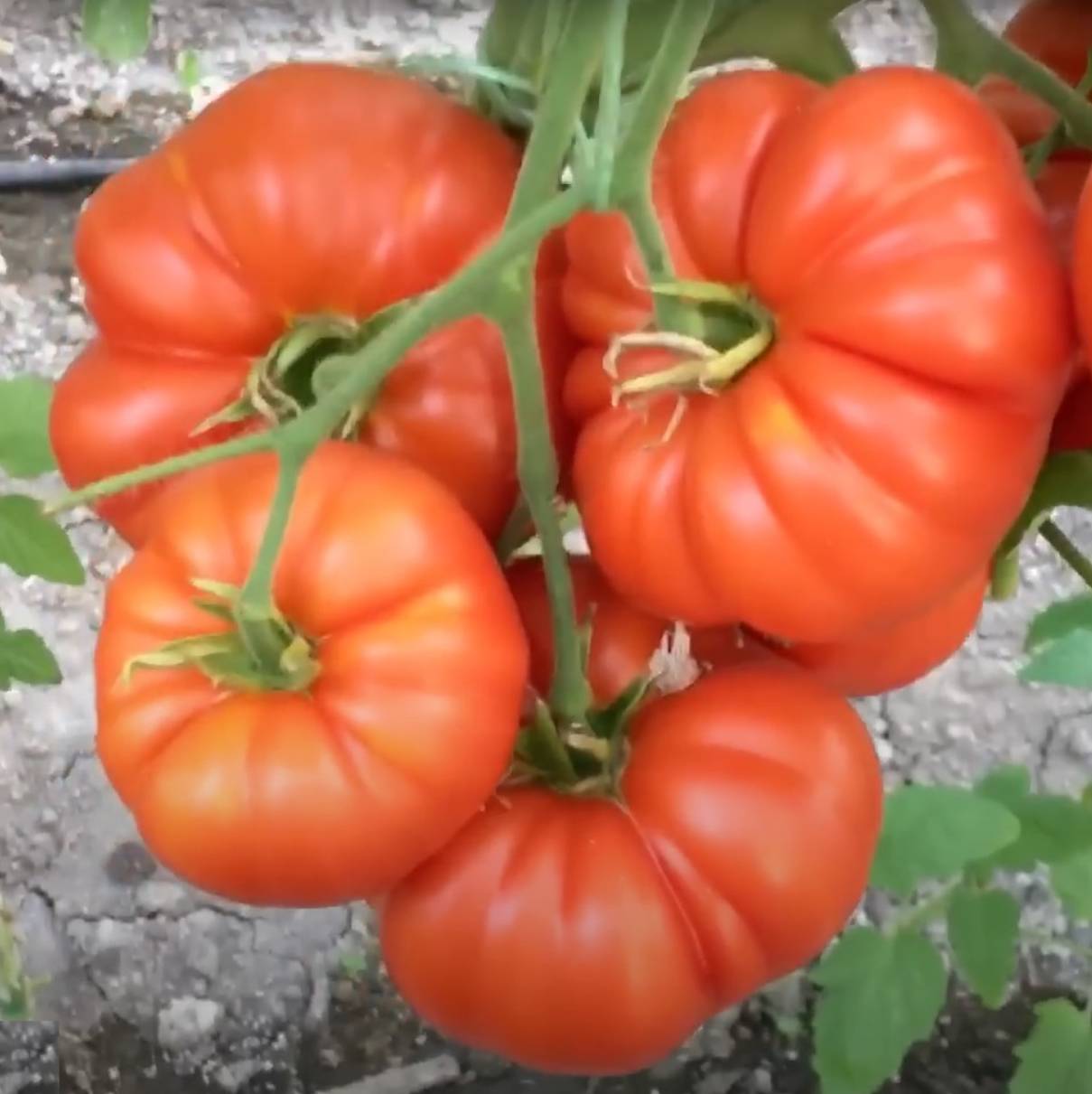 Иконка канала Подмосковный Агроном