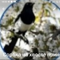 Иконка канала Сорока на хвосте принесла...