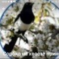 Иконка канала Сорока на хвосте принесла...