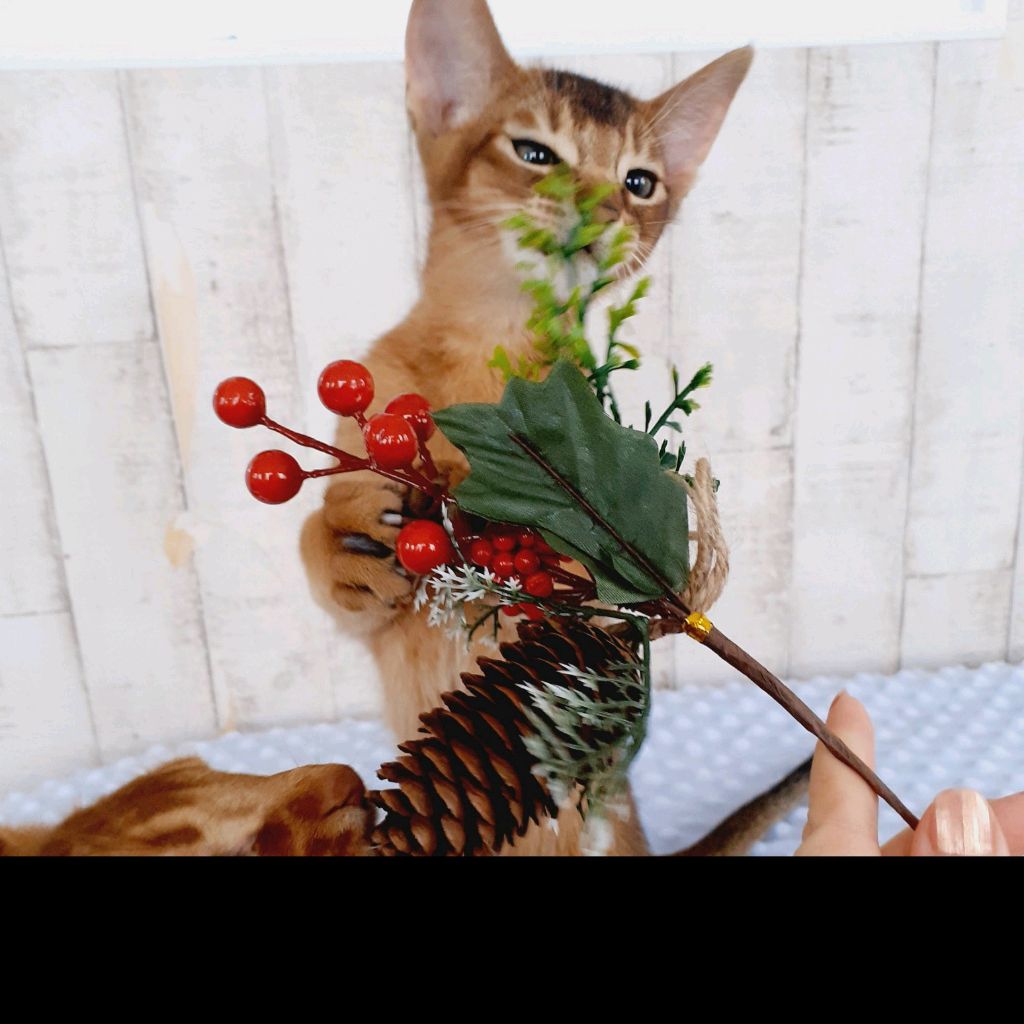 Иконка канала channel24482138