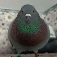 Иконка канала Любовь и её голуби